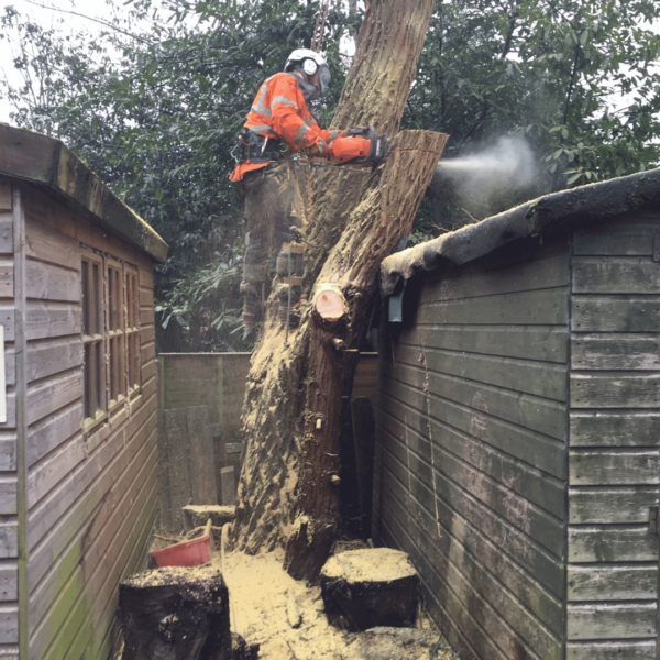 Tree surgeon Andover