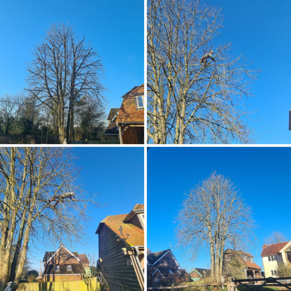 tree surgery andover